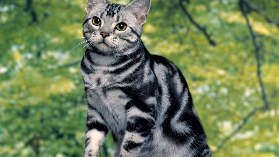 Американская короткошёрстная кошка