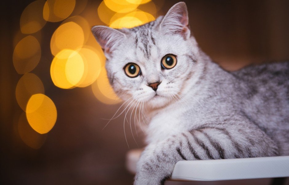 Британский кот полосатый серый