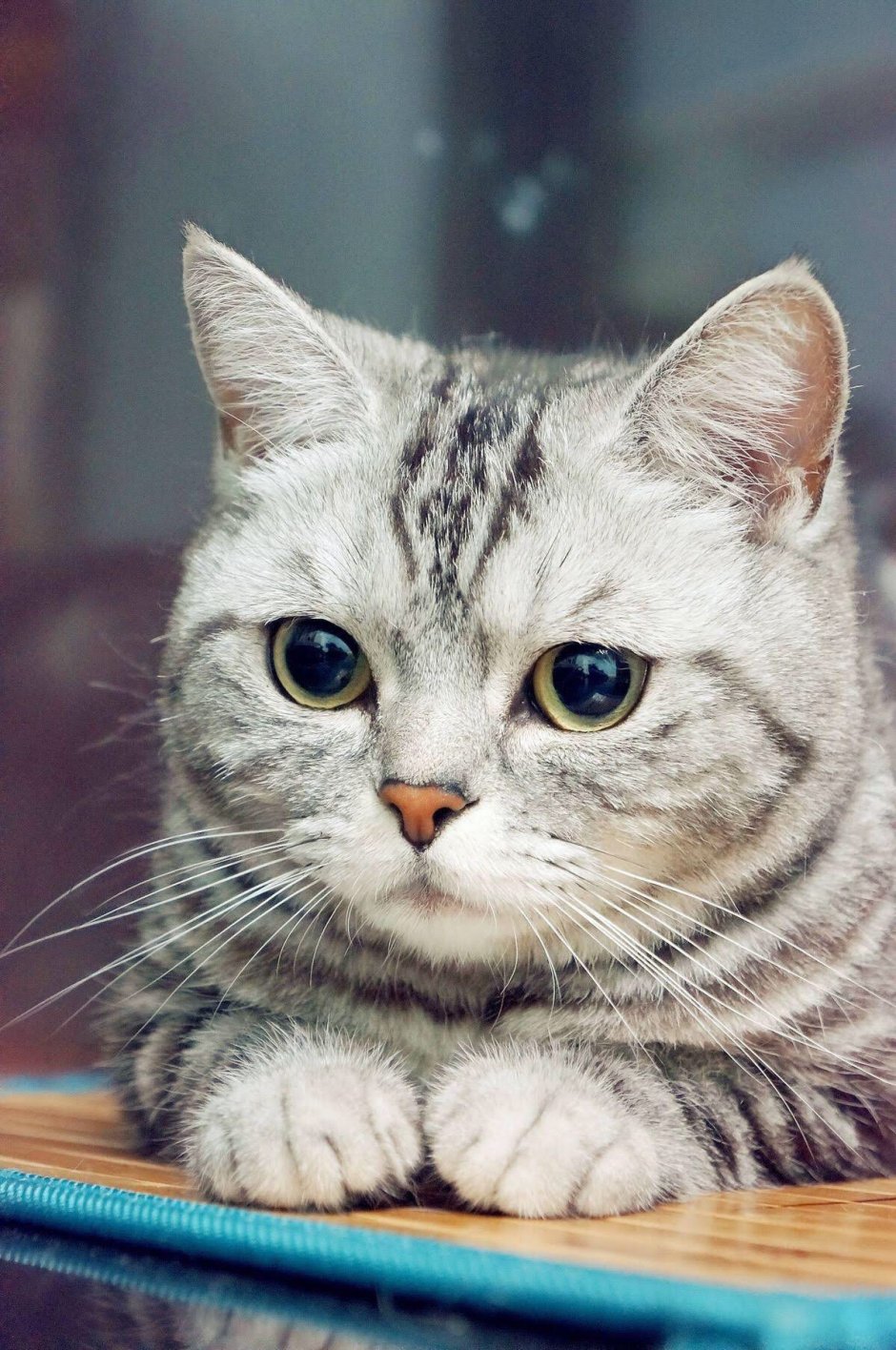 Прямоухий британец полосатый