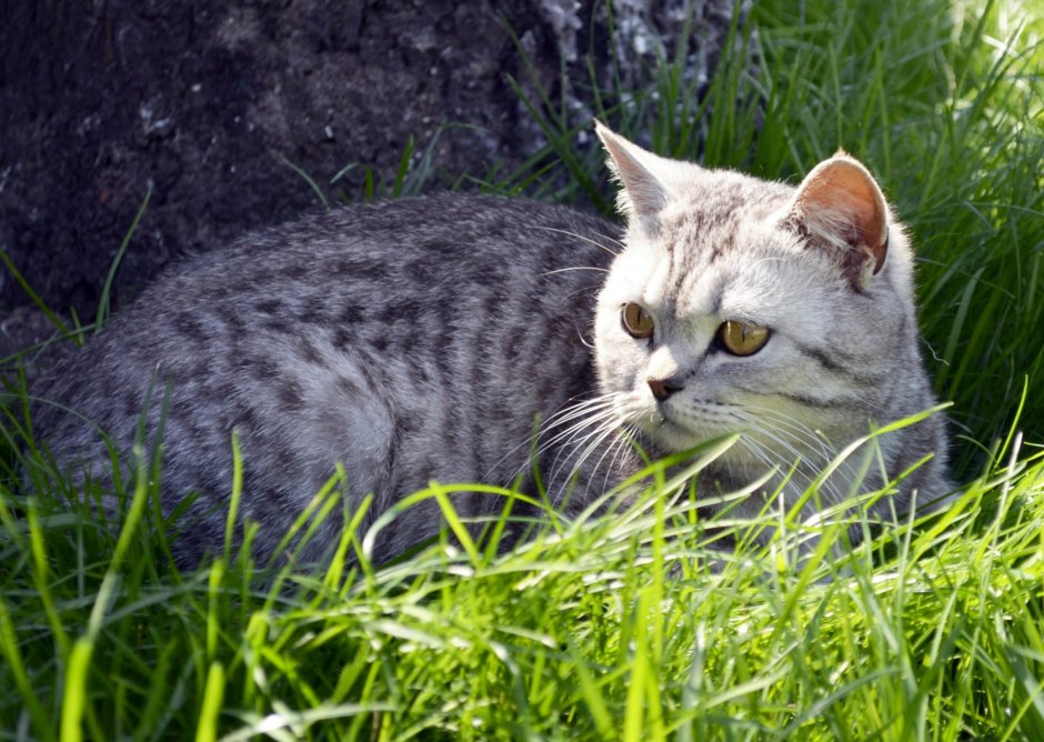 Британская кошка табби