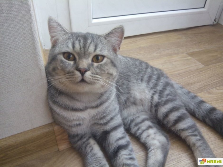 Британский скоттиш страйт полосатый