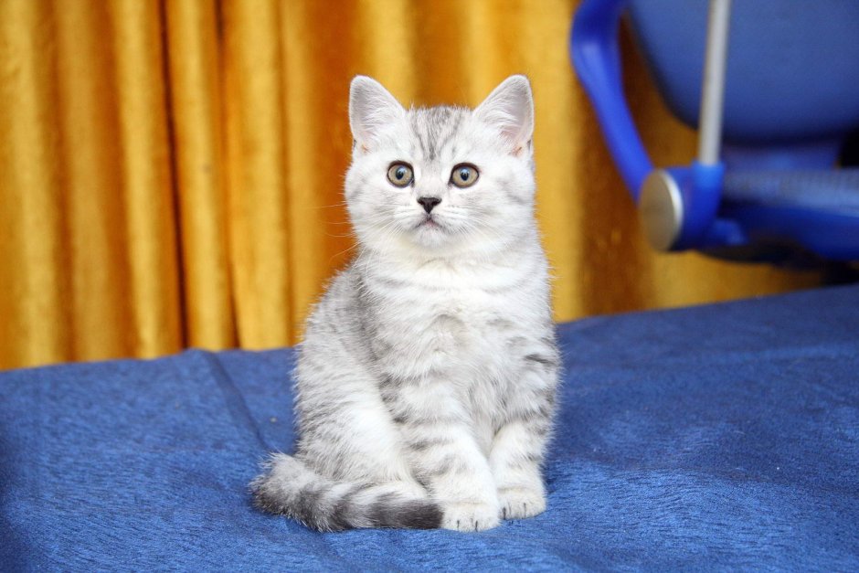 Британские котята вискас