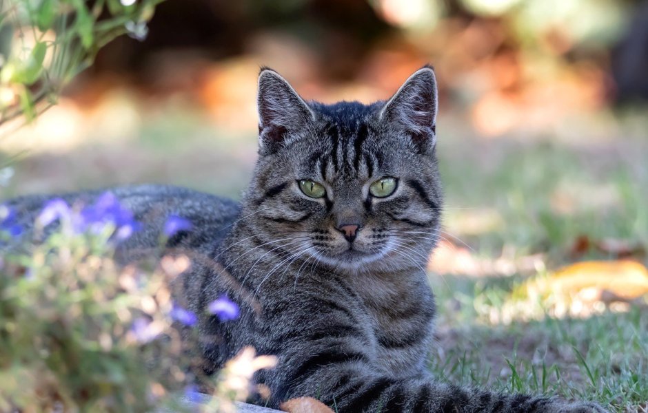 Серый полосатый кот