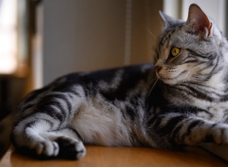 Шотландская кошка прямоухая серая полосатая