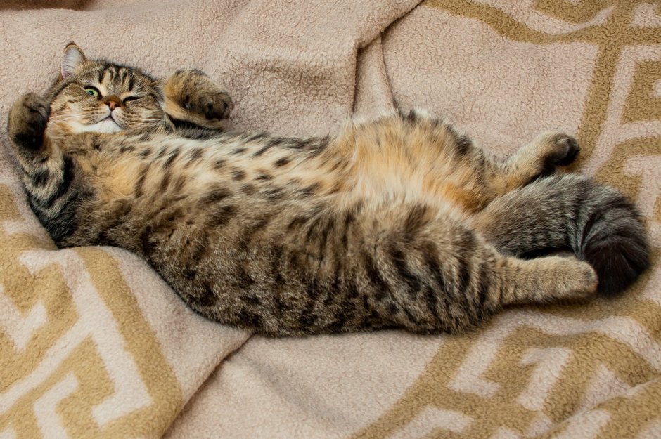 Британец кошка полосатая