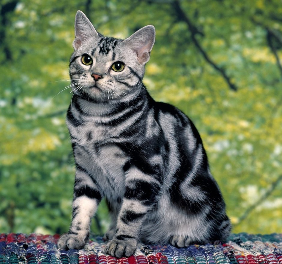 Американская короткошерстная табби