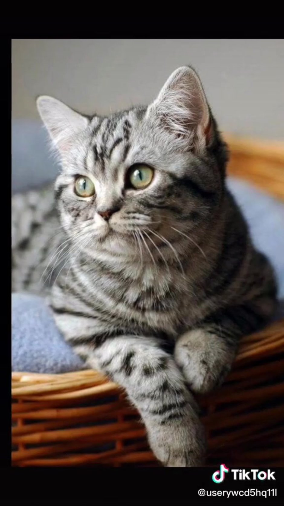 Макрелевый табби