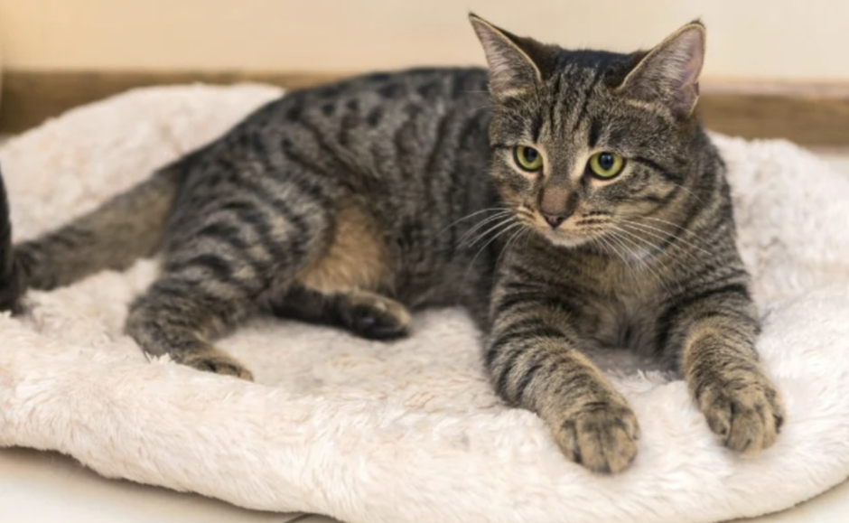 Табби макрель