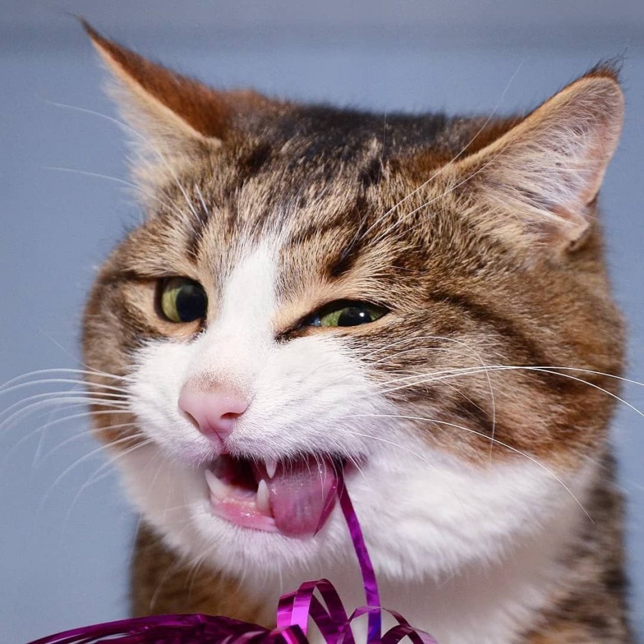 Мимика кота