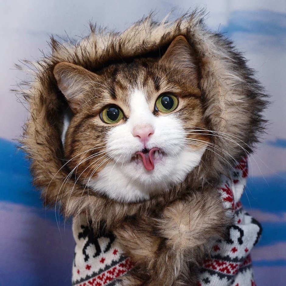 Смешные морды кошек