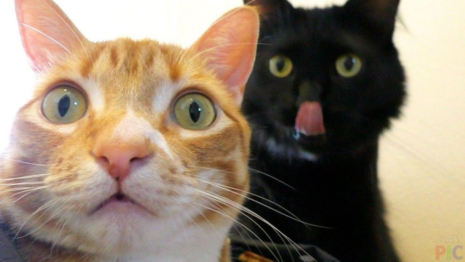 Коты удивление