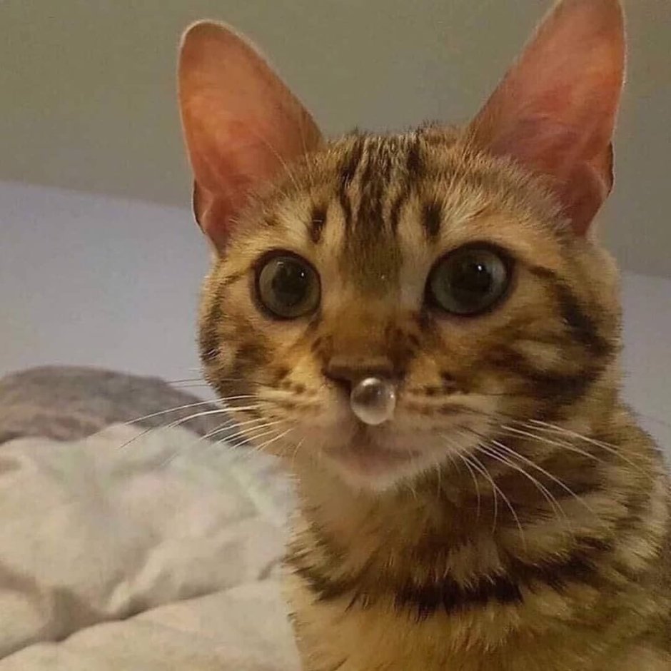 Бешеный кот