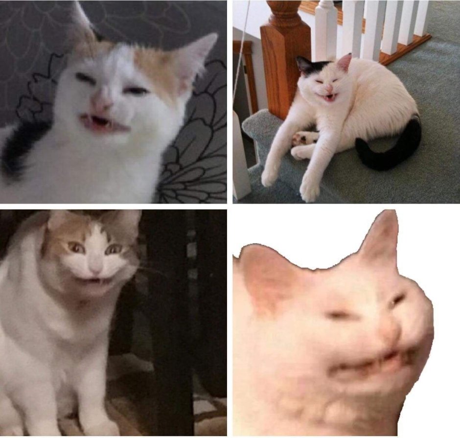 Котик с большими глазами