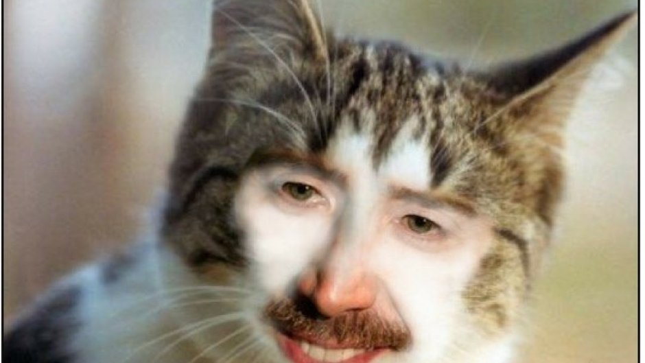 Угарные коты