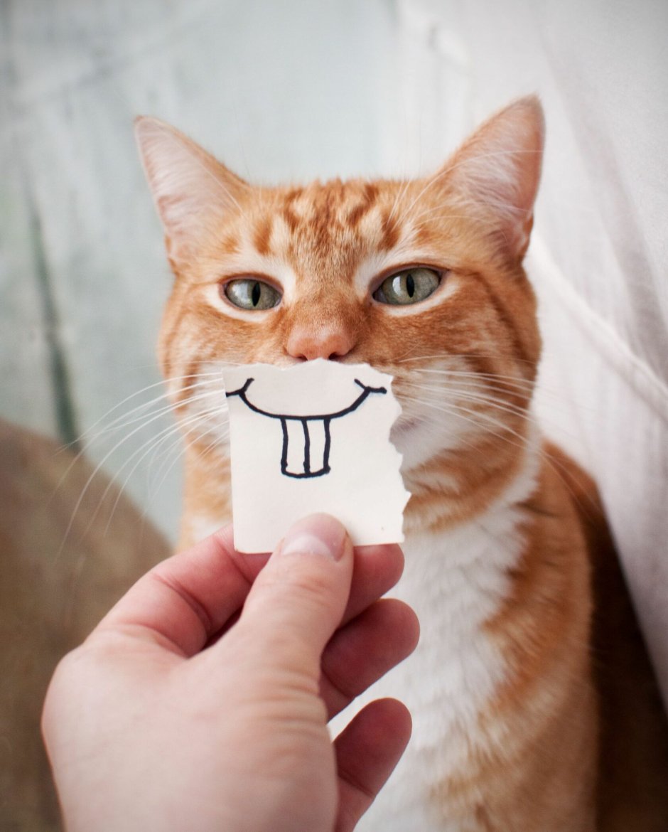 Котенок всратыш