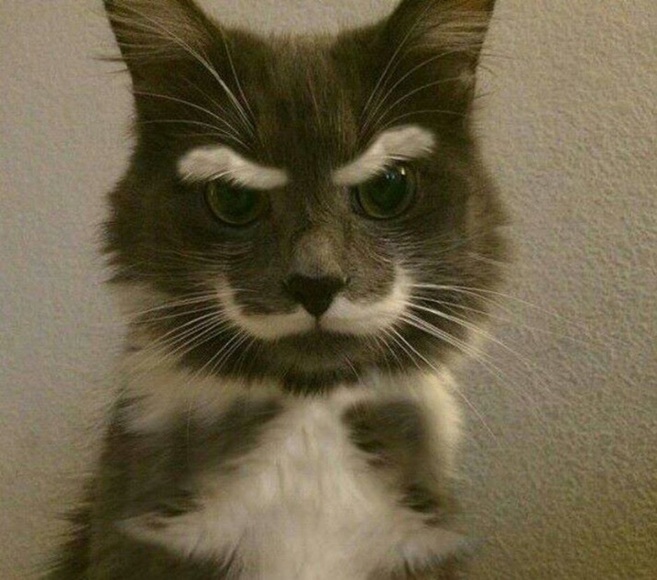 Кошка Мем
