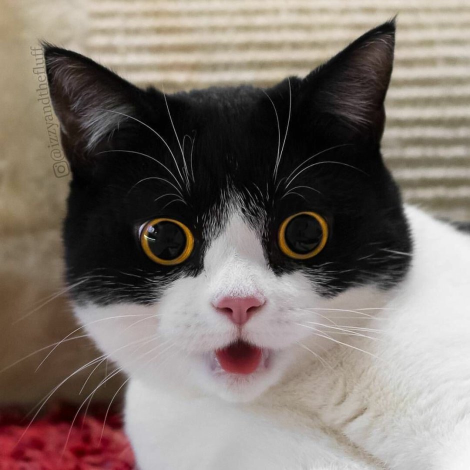 Чихающие коты