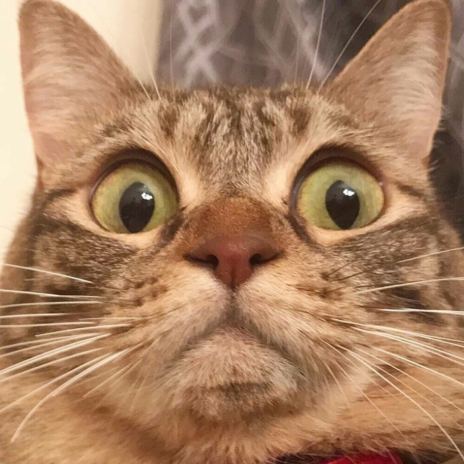 Вредный кот