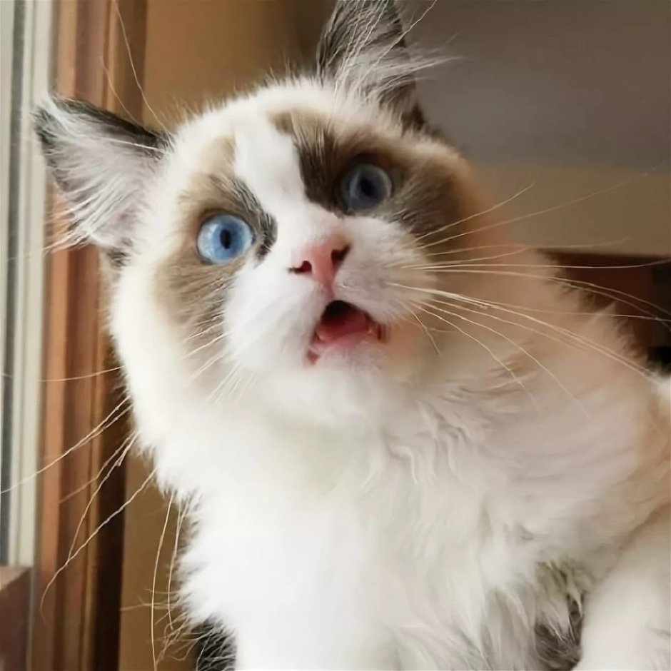 Котик с щечками