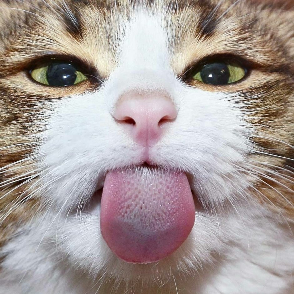 Котик в колпаке