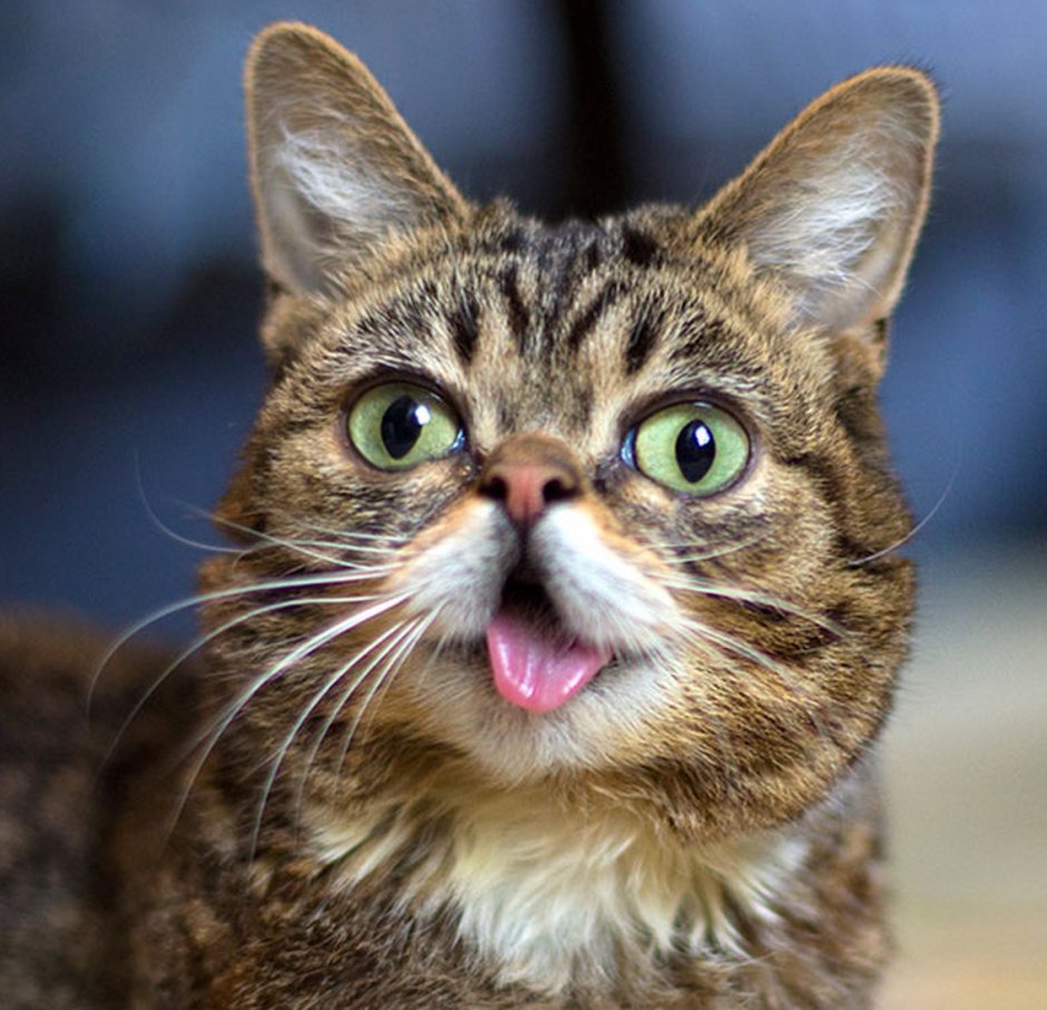 Lil Bub кошка стики4