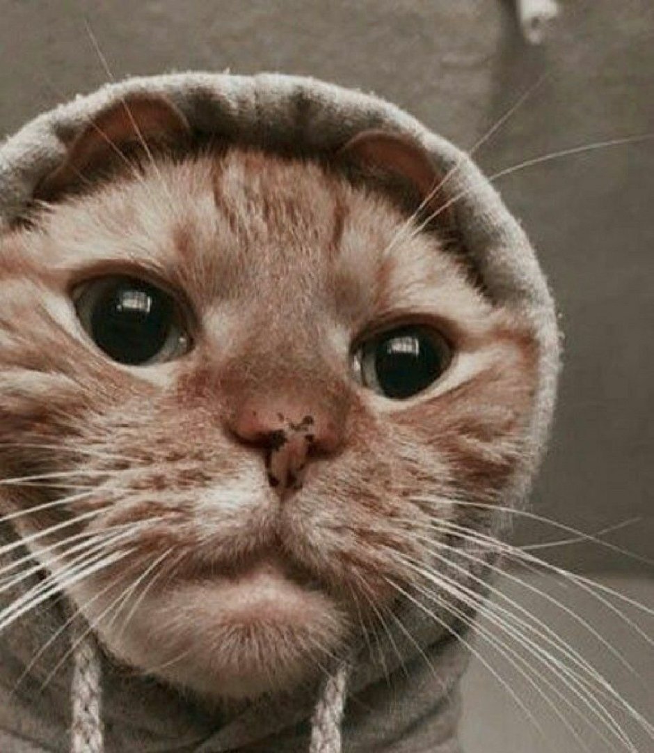 Смешной котейка