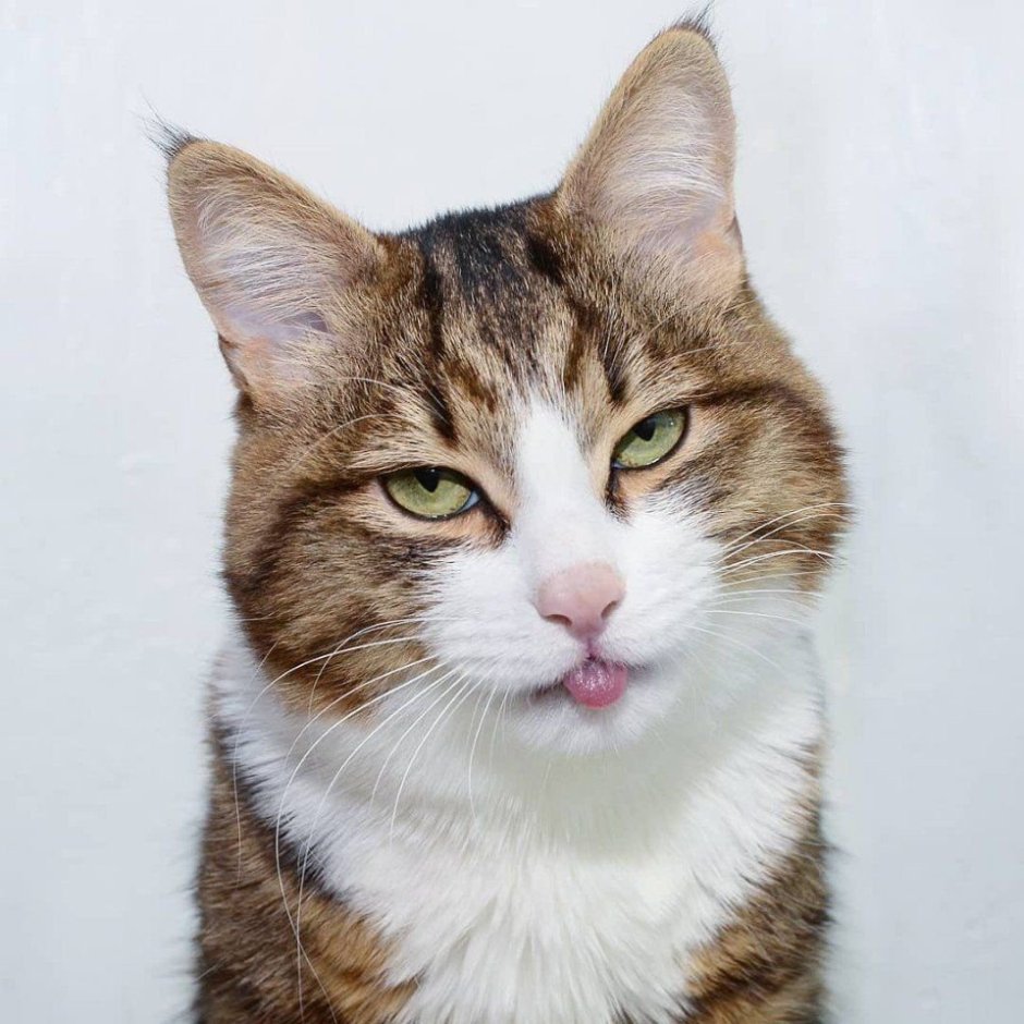 Коты эмоции