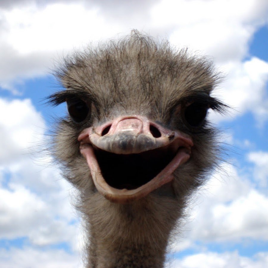 Кричащий нанду