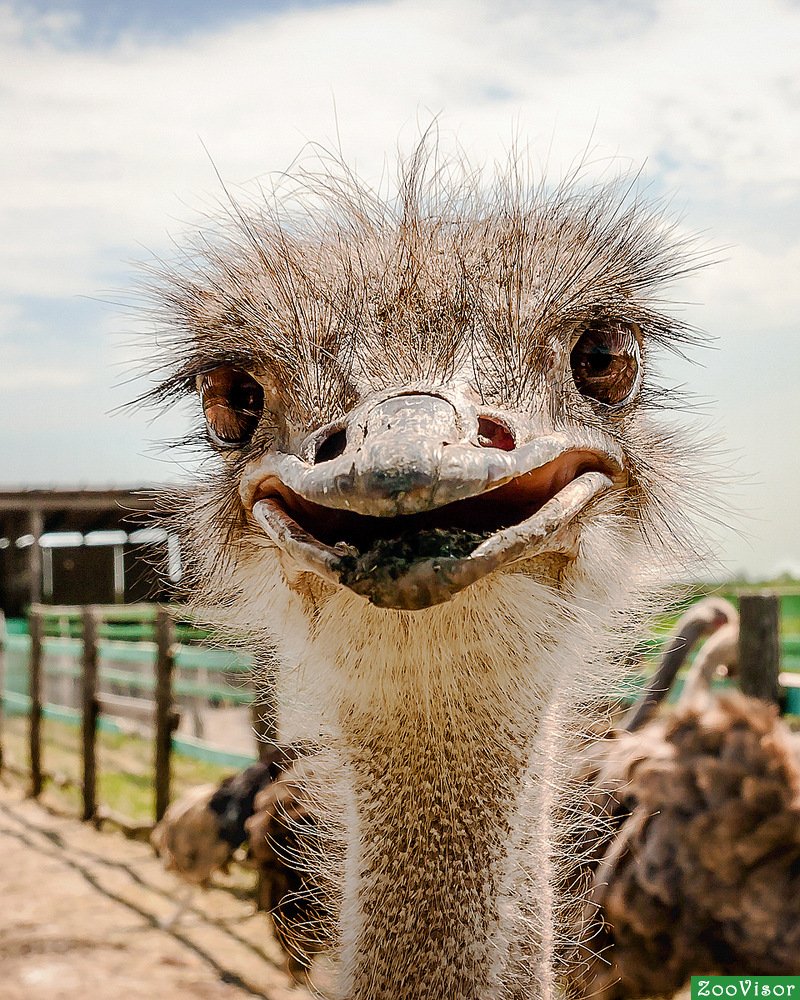 Смеющие птицы