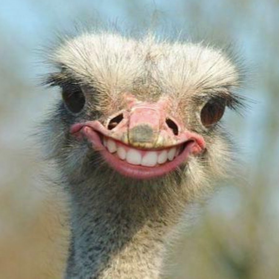 Страус с зубами