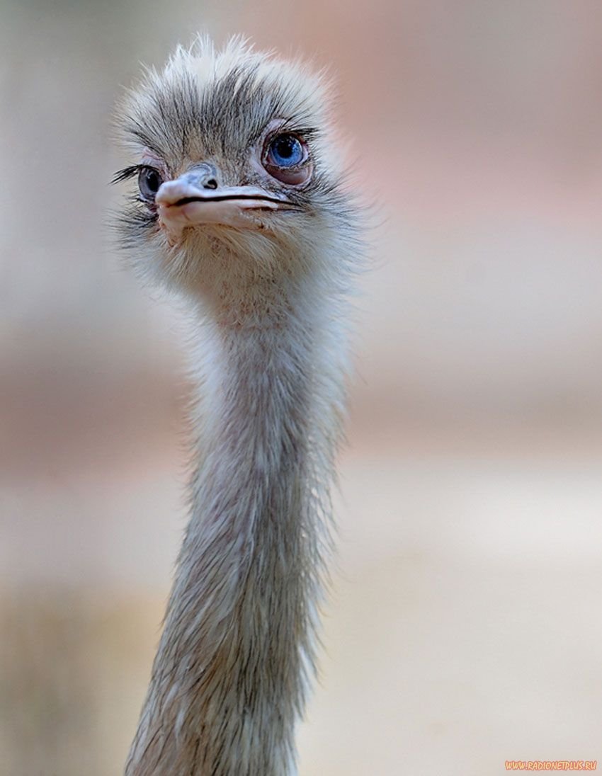 Страус Острич