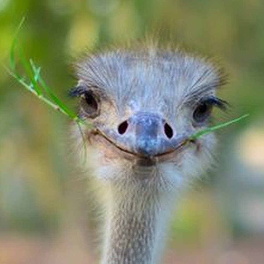 Несколько страусов смешные