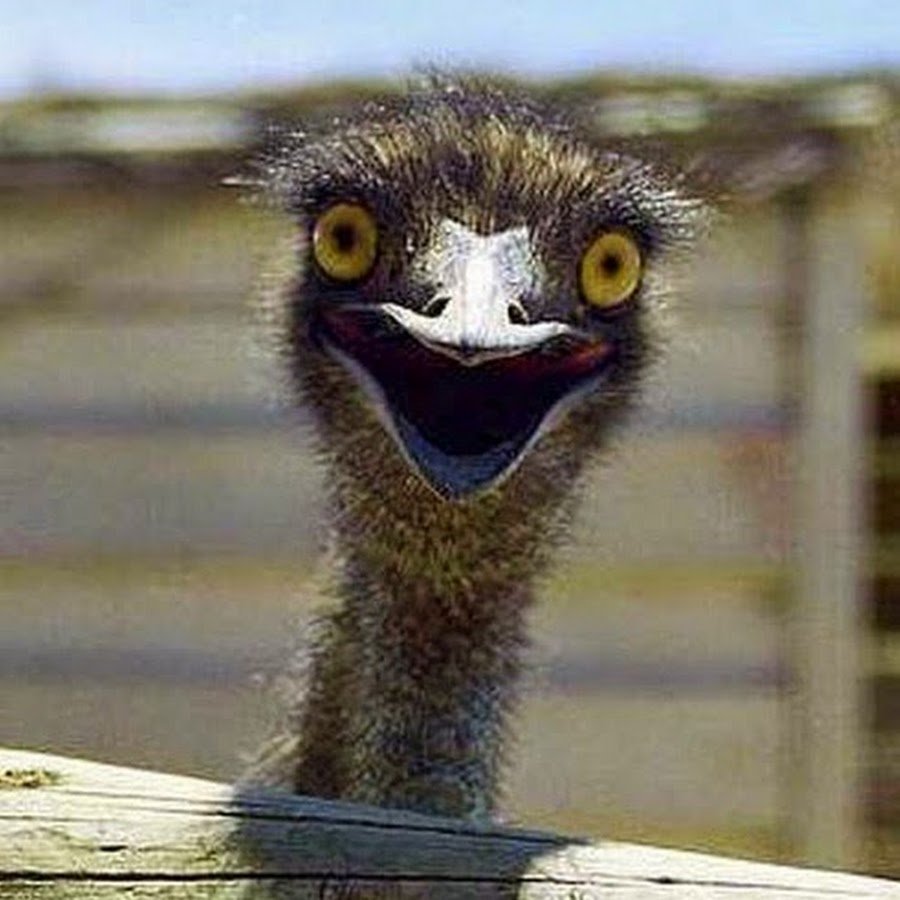 Картина Страусы