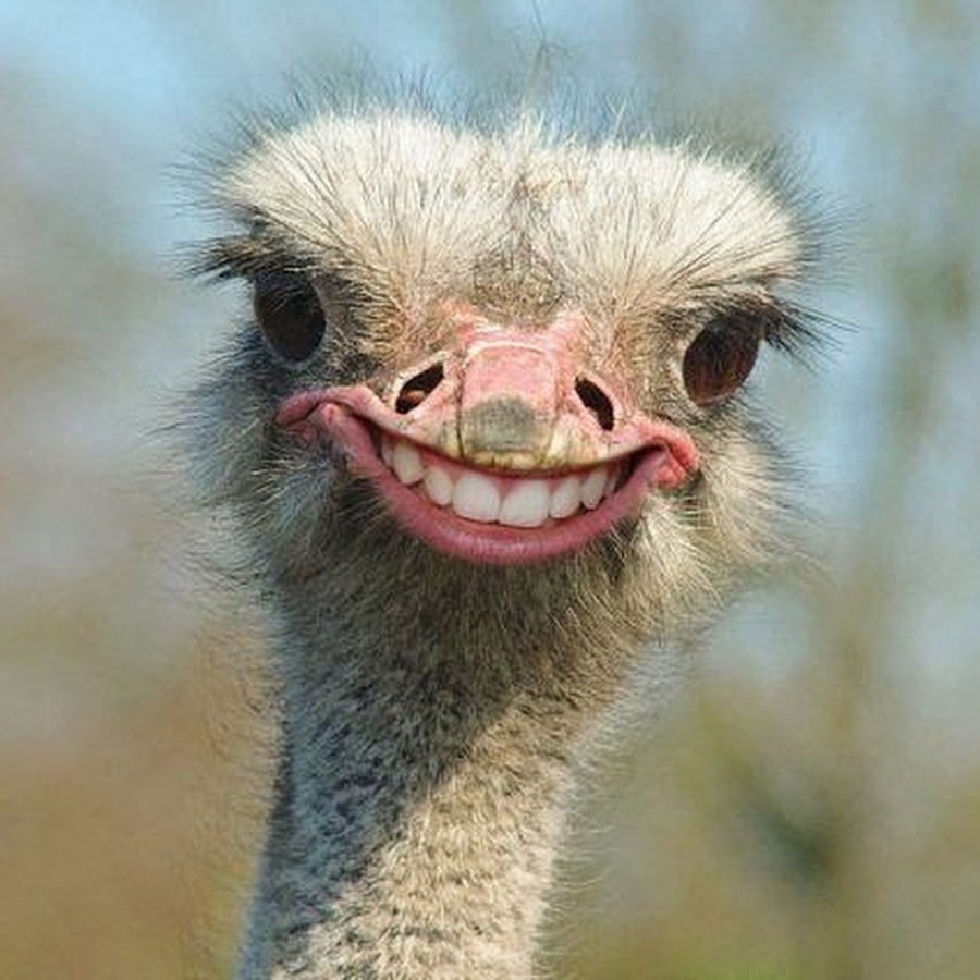 Смешной страус