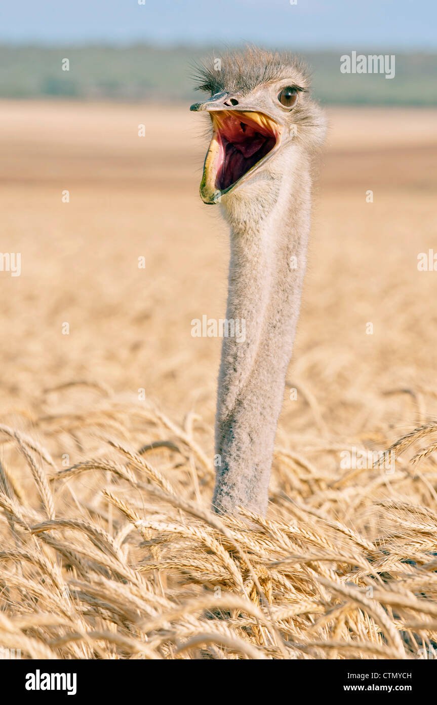 Страус живопись