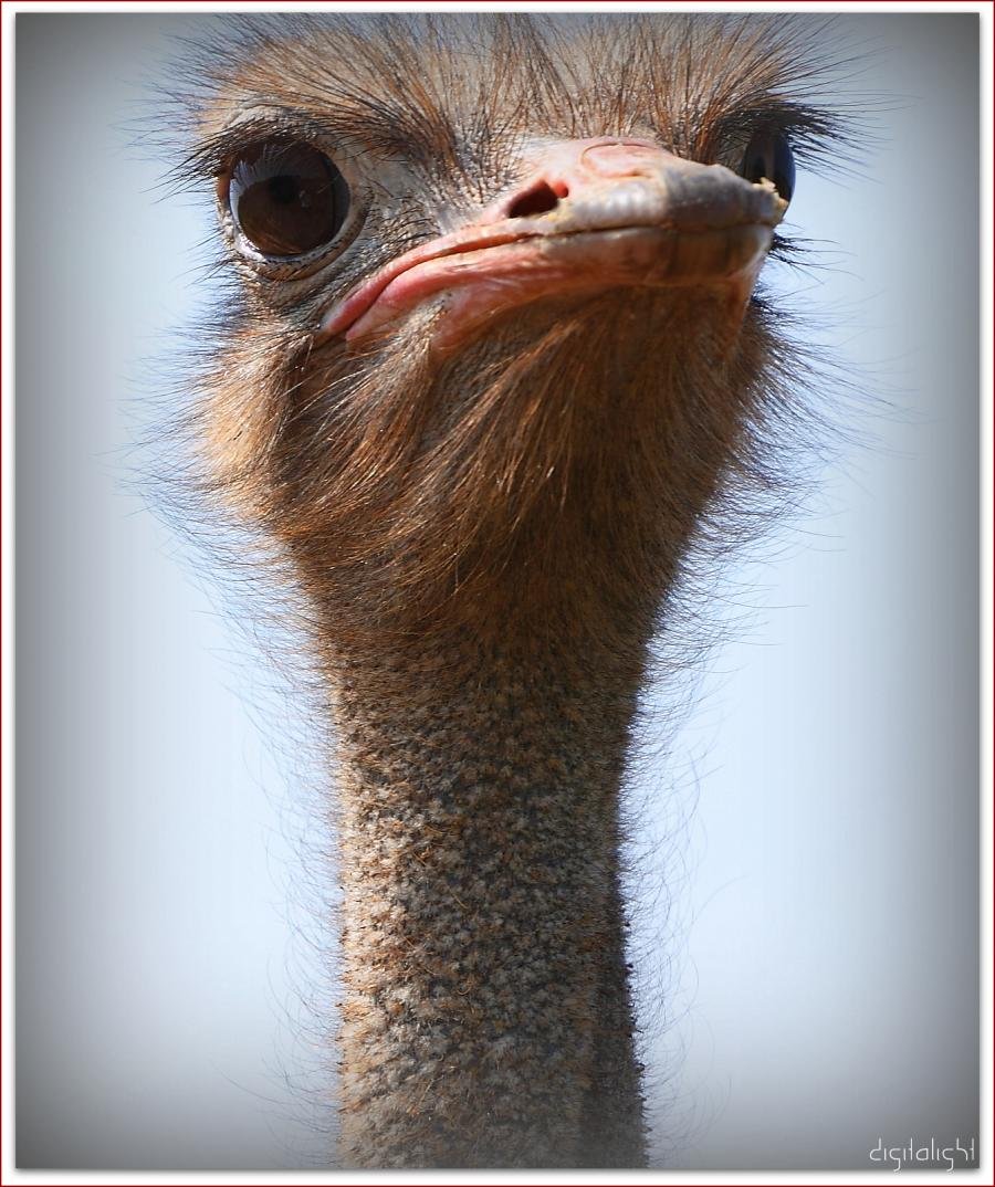 Картина Страусы