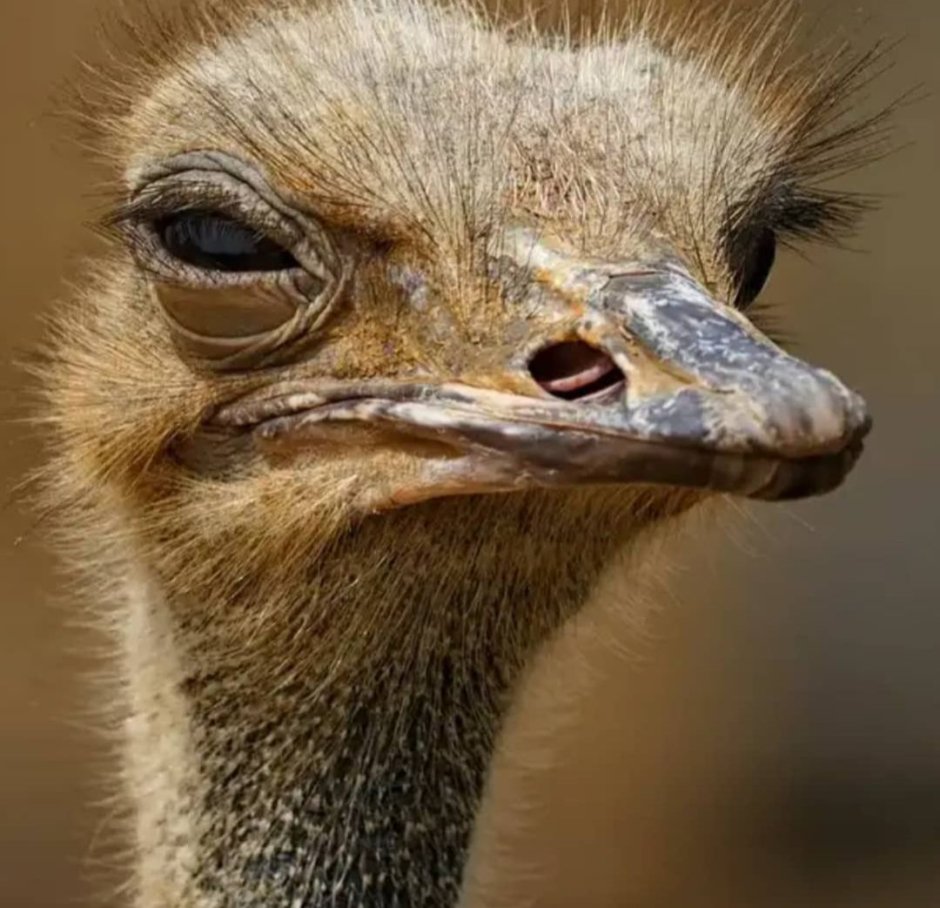 Страус гонится