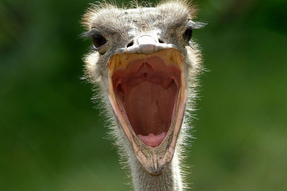 Зубастые птицы