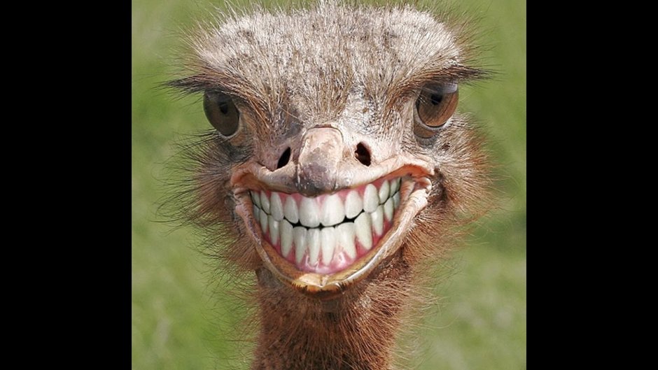 Страус смотрит в камеру