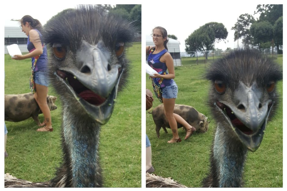 Война страусов эму в Австралии