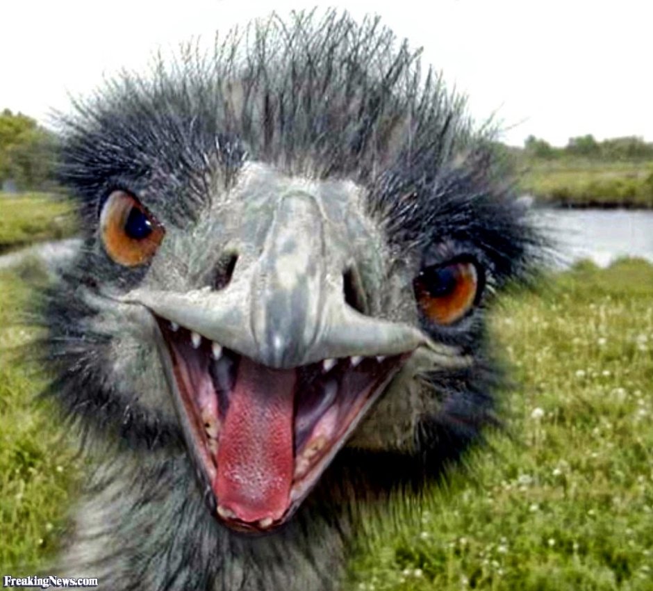 Страус в очках