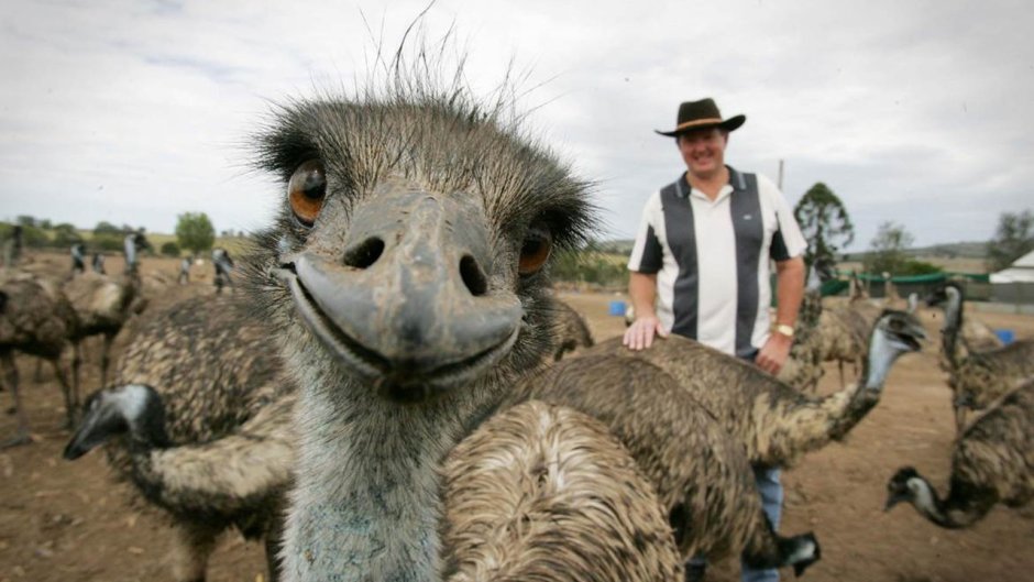 Смешной Гусь