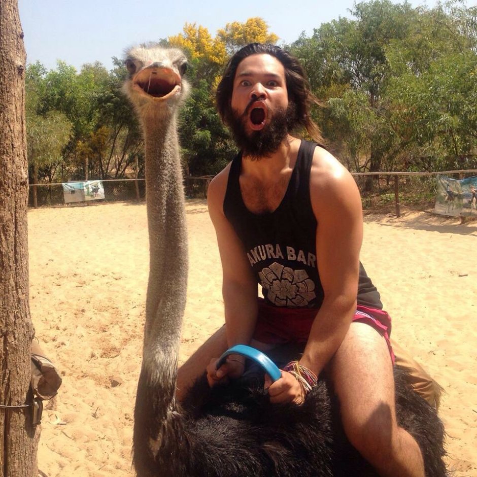 Забавные случаи с животными