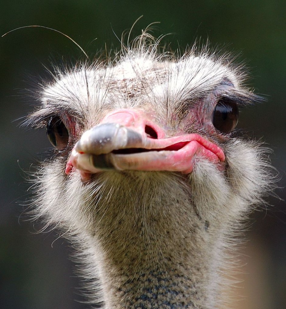 Страус эму анфас