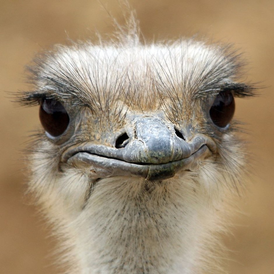 Страус мемы