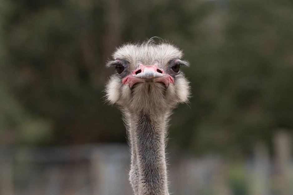 Смешной страус