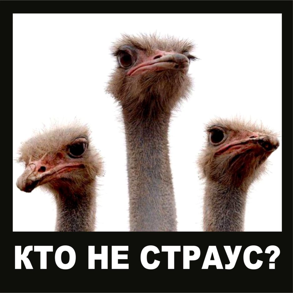 Страус Волгоградская область