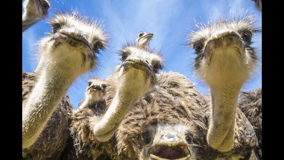 Удивленный страус