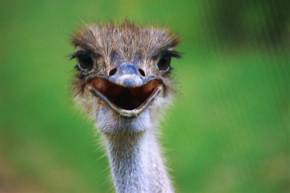 Зубастые животные