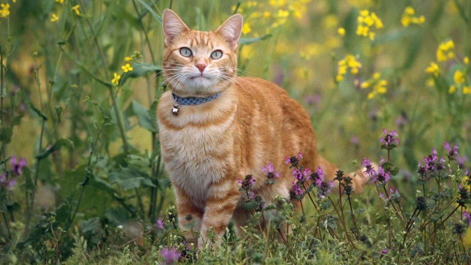 Чеширский кот из Алисы в стране чудес